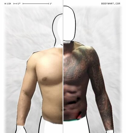 Torso Comparison