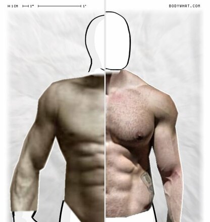 Torso Comparison