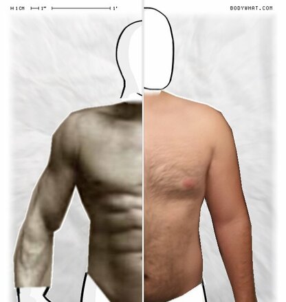 Torso Comparison