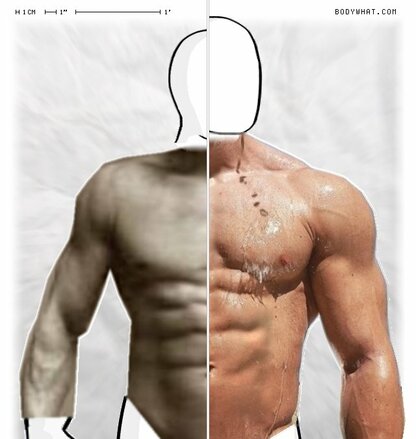 Torso Comparison