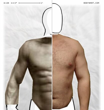 Torso Comparison