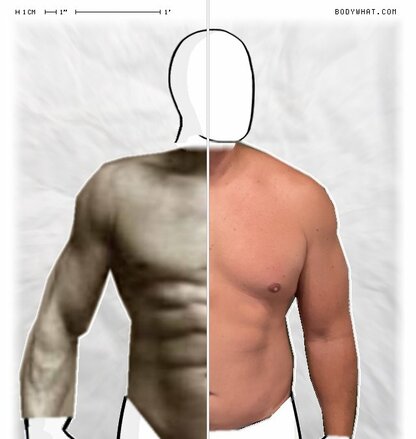 Torso Comparison
