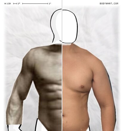 Torso Comparison