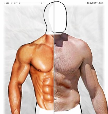 Torso Comparison