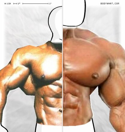 Torso Comparison