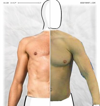 Torso Comparison