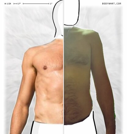 Torso Comparison