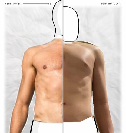 Torso Comparison