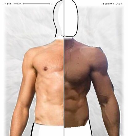 Torso Comparison