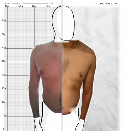 Torso Comparison