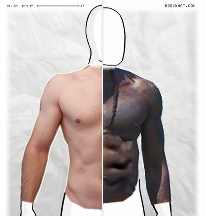 Torso Comparison