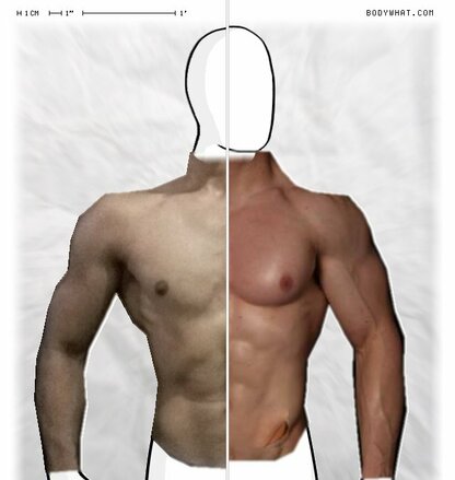 Torso Comparison