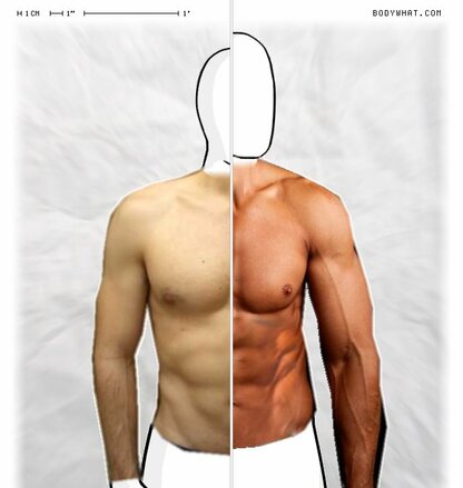 Torso Comparison