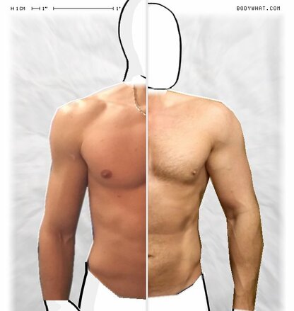Torso Comparison