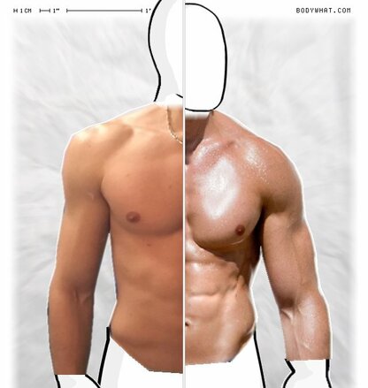 Torso Comparison