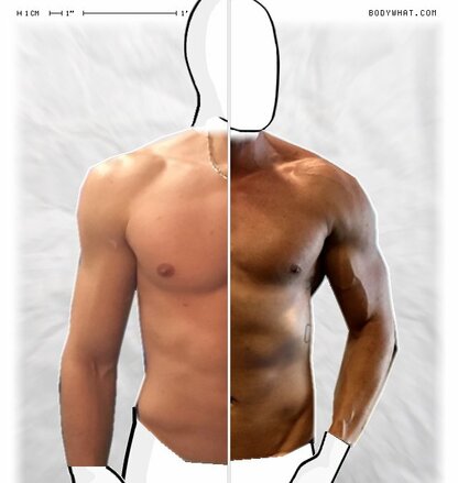 Torso Comparison