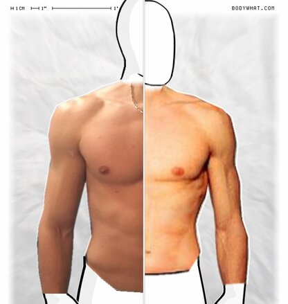 Torso Comparison