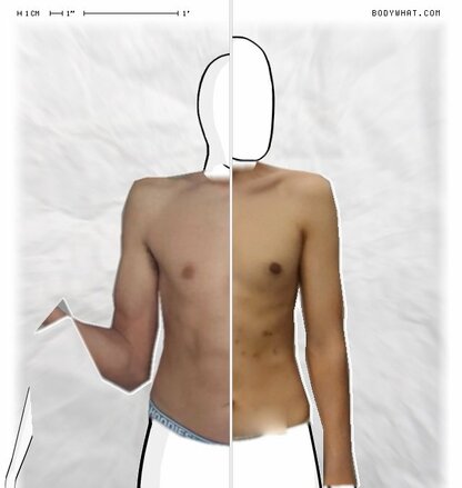 Torso Comparison