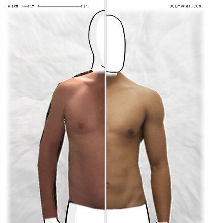 Torso Comparison