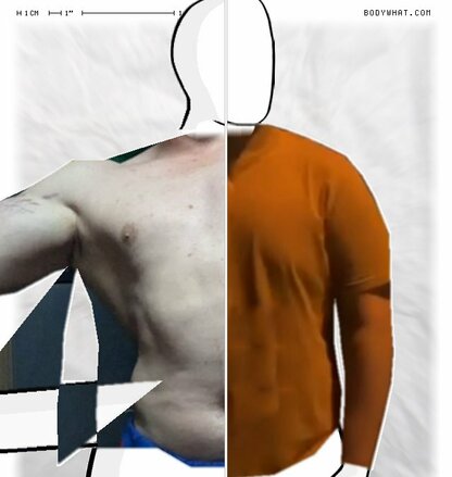 Torso Comparison