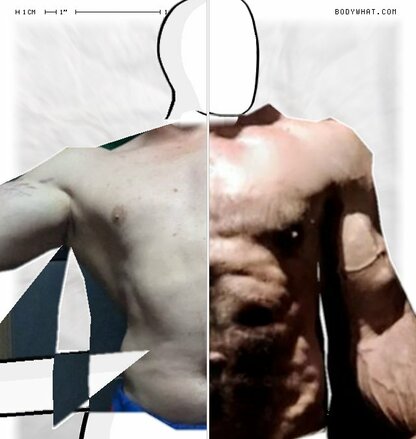 Torso Comparison