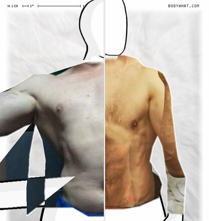 Torso Comparison