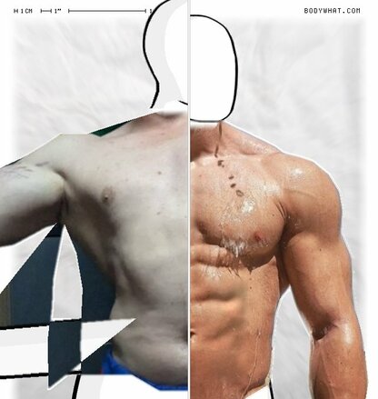 Torso Comparison