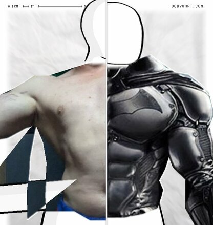 Torso Comparison