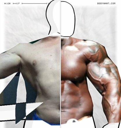 Torso Comparison