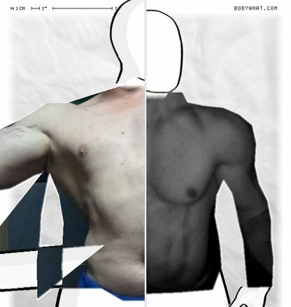 Torso Comparison