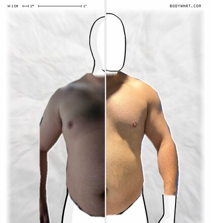 Torso Comparison