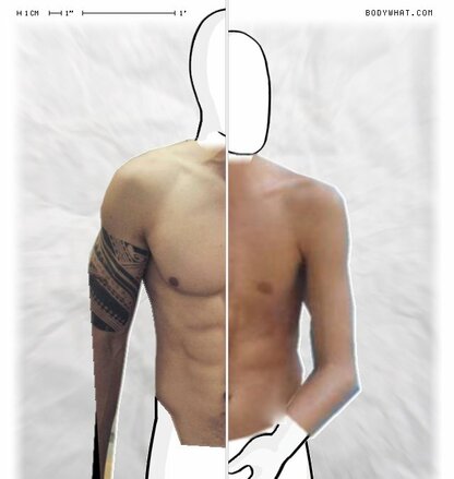 Torso Comparison