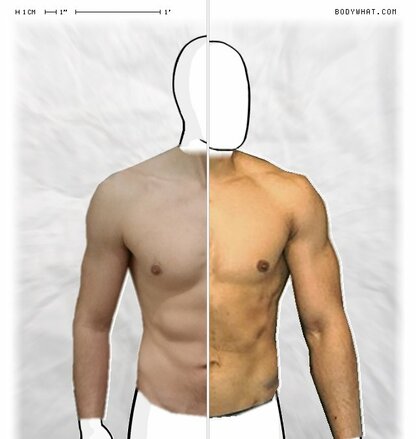 Torso Comparison