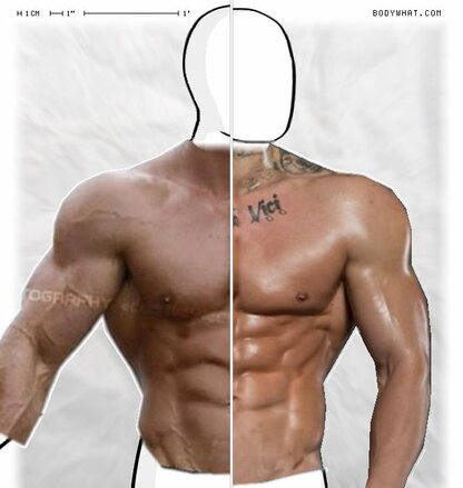 Torso Comparison