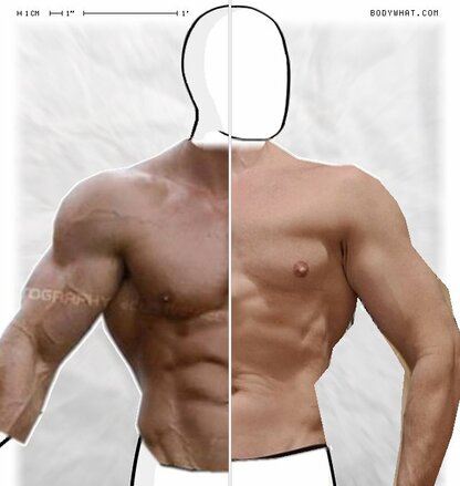 Torso Comparison