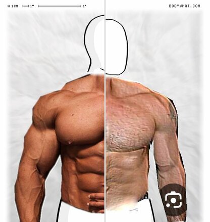Torso Comparison