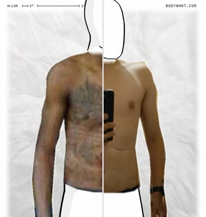 Torso Comparison