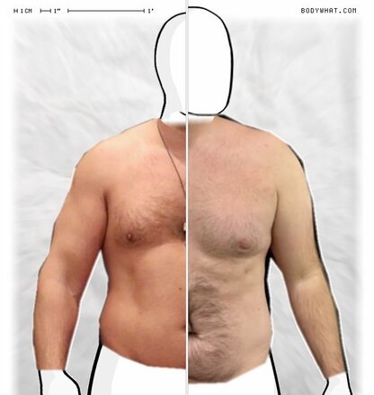 Torso Comparison