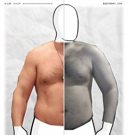 Torso Comparison