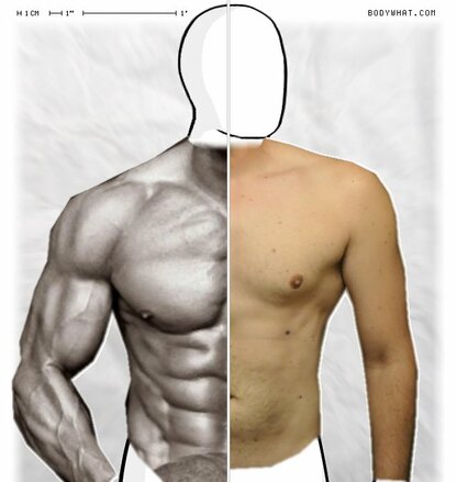 Torso Comparison