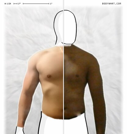 Torso Comparison