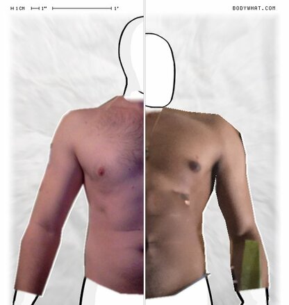 Torso Comparison