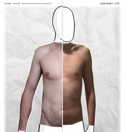 Torso Comparison