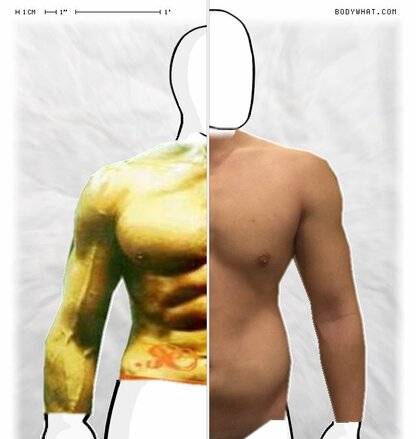 Torso Comparison