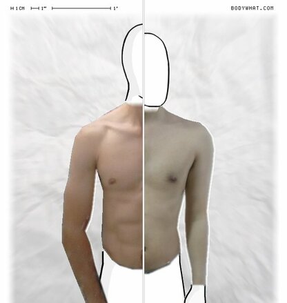Torso Comparison