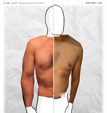 Torso Comparison