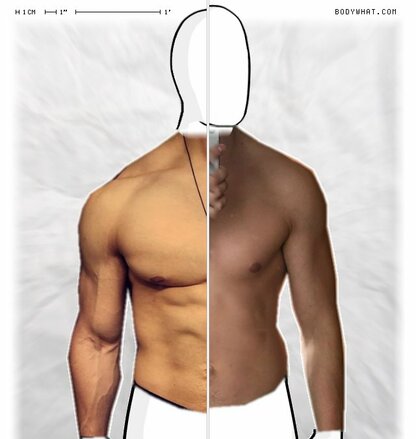 Torso Comparison