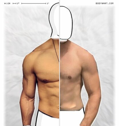Torso Comparison