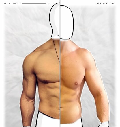 Torso Comparison