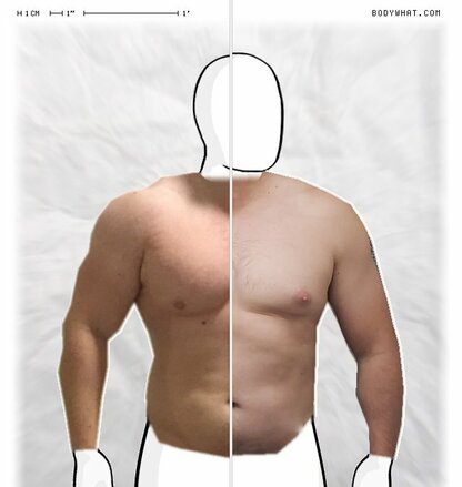 Torso Comparison